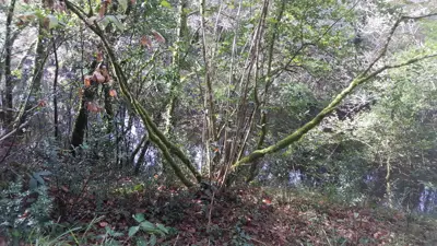 Excursión de 3º y 4º a las fragas del río Mandeo en Chelo – Betanzos, foto 27 de 72