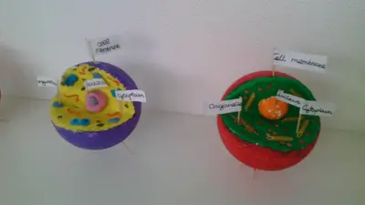 Tercer ciclo de Primaria, foto 67 de 120